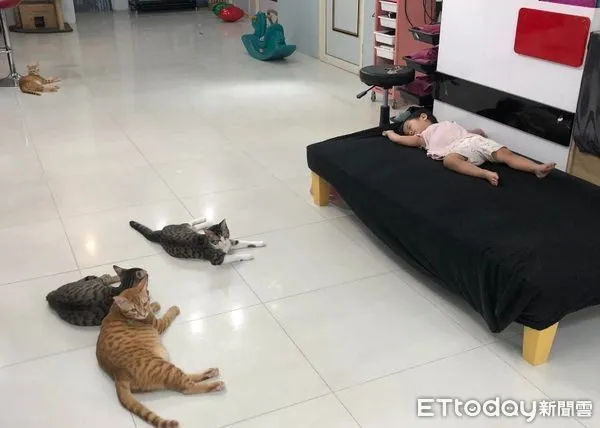 ▲小孩終於睡了！4隻貓保母「累趴在地上」　媽欣慰：真是辛苦了（圖／網友羅小艾提供，請勿隨意翻拍，以免侵權。）
