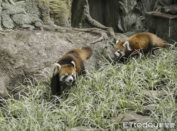 ▲▼為斑馬家族興衰奔走 赴日盼引進新血緣。（圖／台北市立動物園提供，下同）