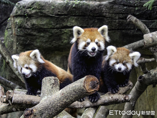 ▲▼為斑馬家族興衰奔走 赴日盼引進新血緣。（圖／台北市立動物園提供，下同）