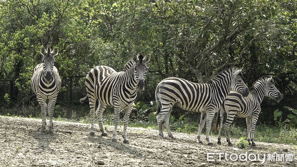 ▲▼為斑馬家族興衰奔走 赴日盼引進新血緣。（圖／台北市立動物園提供，下同）