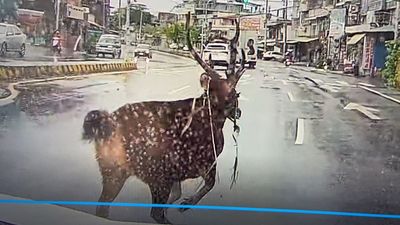 彰化市區驚見巨大公鹿！跨越分隔島闖車陣險被撞　超清影像曝光