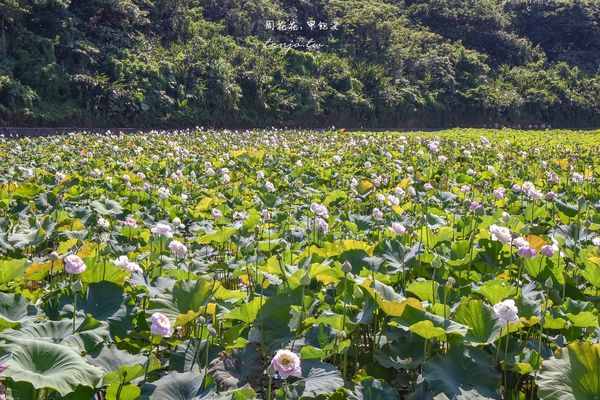 ▲▼山豬堀荷花田（圖／周花花提供）