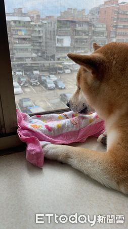 ▲柴犬「雞腿」。（圖／飼主邦妮授權提供）