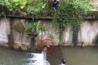 山羌受困南港山豬窟溪「無助縮角落」　動保處花半小時救援助野放