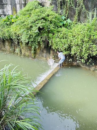 ▲▼山羌受困山中溪流 台北市動保處成功救援山羌脫困。（圖／翻攝台北市動保處網站）