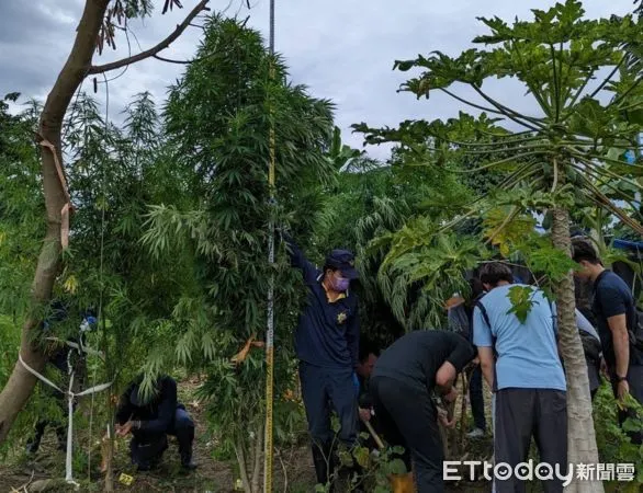 ▲▼菜園變大麻農場！泰籍夫妻狂種上百株...最大棵4m高，市值近千萬。（圖／記者賴文萱翻攝）