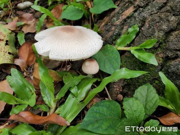 ▲▼綠褶菇屬有毒不可食用的菇類，其外表與可食用的白色雨傘菇及雞肉絲菇相似，常被混淆。（圖／花蓮衛生局提供，下同）