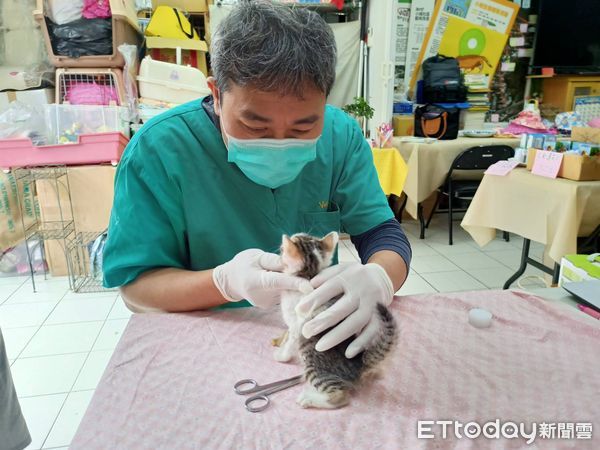 ▲小貓咪又吐又拉！送去醫院檢查得「貓瘟」　成功戰勝病魔在等家（圖／新北市動物保護處提供。）