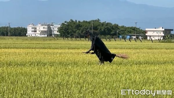 ▲▼銀白長髮面目猙獰，全身黑「巫婆」豎立稻田中，路人夜晚看到恐嚇破膽。（圖／記者游芳男翻攝，下同）