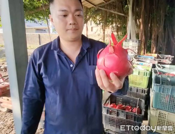 ▲雲林火龍果園缺工採收，乾脆開放消費者入園自採只要半價，日均200人入園賓主盡歡。（圖／記者蔡佩旻翻攝）