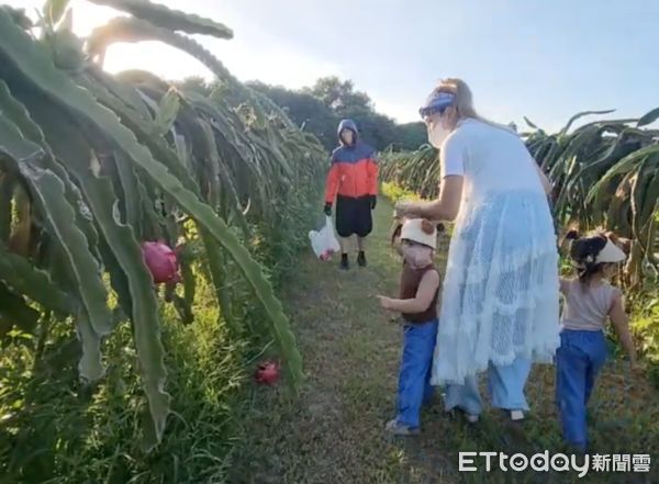 ▲雲林火龍果園缺工採收，乾脆開放消費者入園自採只要半價，日均200人入園賓主盡歡。（圖／記者蔡佩旻翻攝）