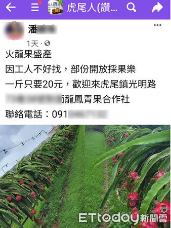 ▲雲林火龍果園缺工採收，乾脆開放消費者入園自採只要半價，日均200人入園賓主盡歡。（圖／記者蔡佩旻翻攝）