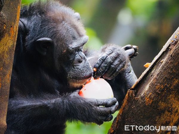 ▲黑猩猩「莉忠」手握玫瑰水晶球冰。（圖／壽山動物園提供）