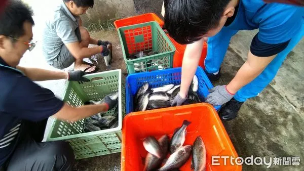 ▲▼金門農工「養殖鱸魚」一條龍，隱藏版水產開賣！不到一天完售。（圖／記者林名揚翻攝）