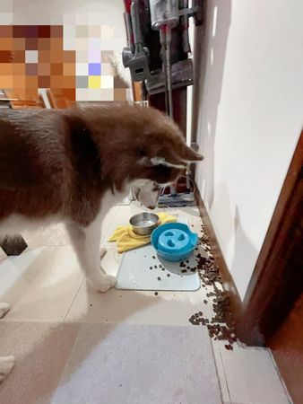 ▲打翻狗碗飼料撒滿地　哈士奇守原地不敢動「怕被媽媽罵」：慘了啦。（圖／有點毛毛的／粉專「塔媽的日常」提供）