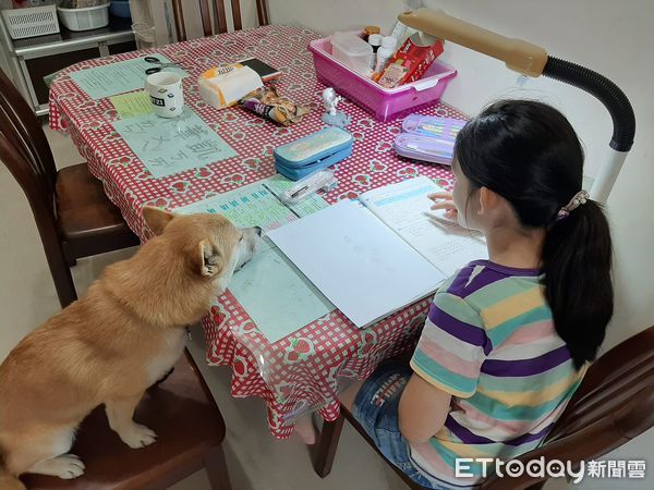 ▲姐姐要期末考了！萌犬書童「饋頭趴桌」陪讀：本汪快睡覺了...（圖／粉專「瘋狂花生走跳日誌」提供，請勿隨意翻拍，以免侵權。）