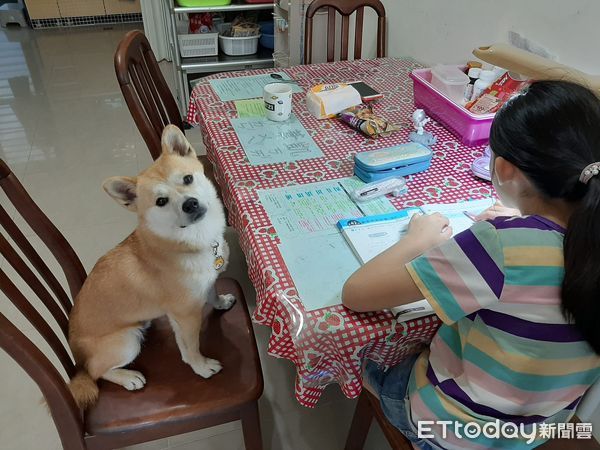 ▲姐姐要期末考了！萌犬書童「饋頭趴桌」陪讀：本汪快睡覺了...（圖／粉專「瘋狂花生走跳日誌」提供，請勿隨意翻拍，以免侵權。）