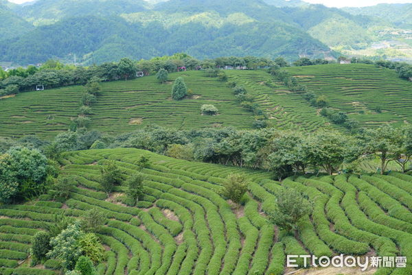 ▲▼     台品,永福縣,茶園,茶山, 茶葉,曬茶   。（圖／記者蔡儀潔攝）