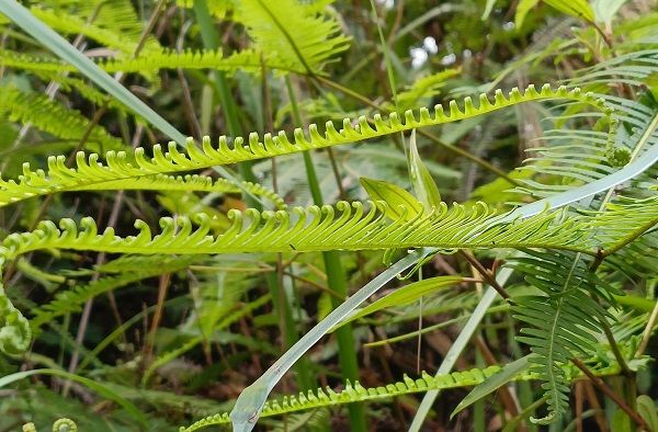 The Incredible Camouflage of a Green Thin Snake Found in Malaysia