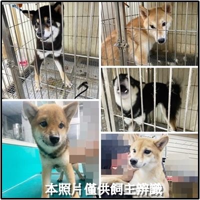 ▲▼收容所突增30隻柴犬 遭＂繁殖犬舍＂棄養 網友怒:無良犬舍。(圖／翻攝自臉書)