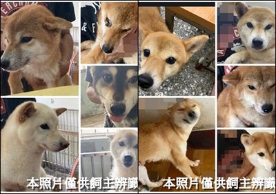 南屯收容所暴增35隻「待認養柴犬」…遭疑犬舍棄養　動保處回應了