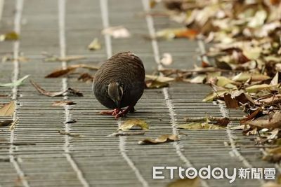 深山竹雞反常不怕人直探水溝底　機警雪霸員工拆溝蓋救2幼鳥