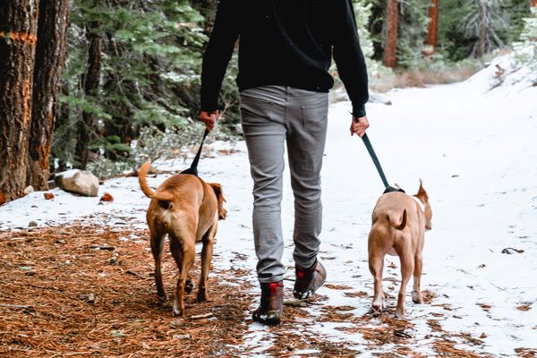 ▲▼狗,寵物,遛狗,毛孩。（圖／取自免費圖庫Unsplash）