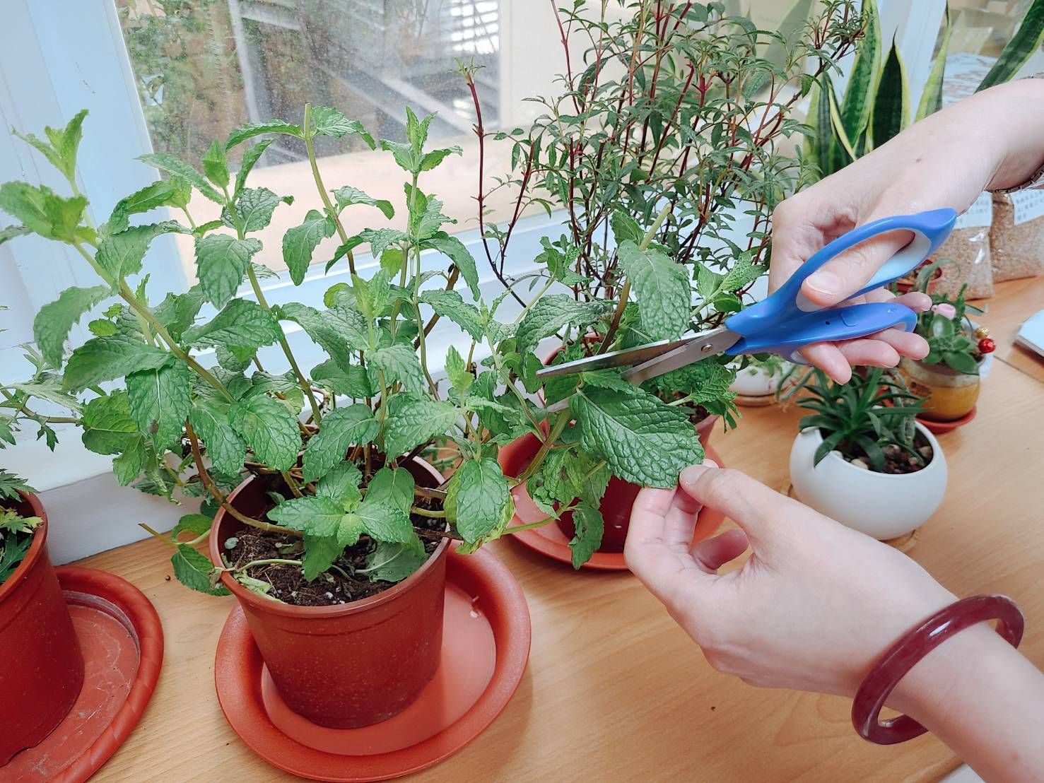 ▲艾草搭配薄荷泡茶養生飲　氣味清香讓人暑氣全消。（圖／新北市景觀處提供）