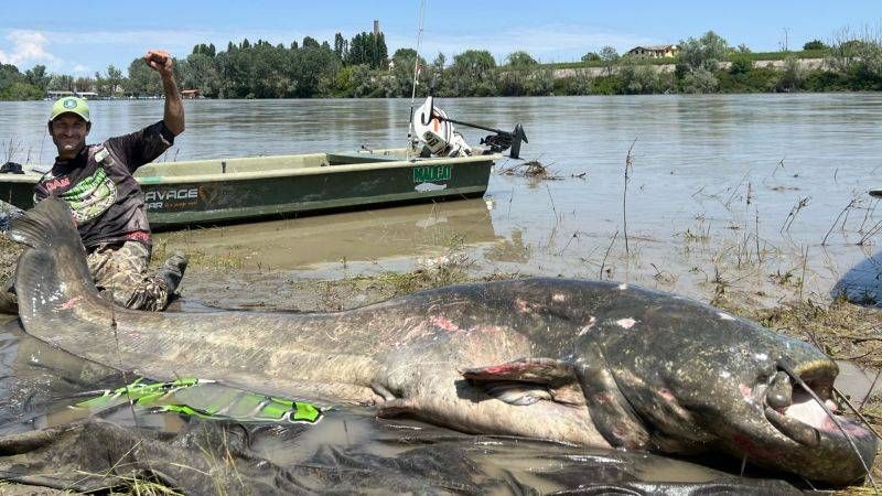 ▲義大利一名男子捕獲一條將近3公尺的鯰魚。（圖／翻攝自madcat_fishing）