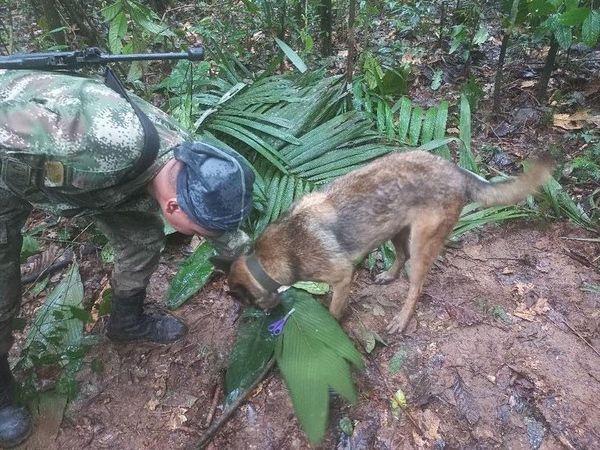 搜救犬威爾森。（圖／翻攝自推特@@FuerzasMilCol）