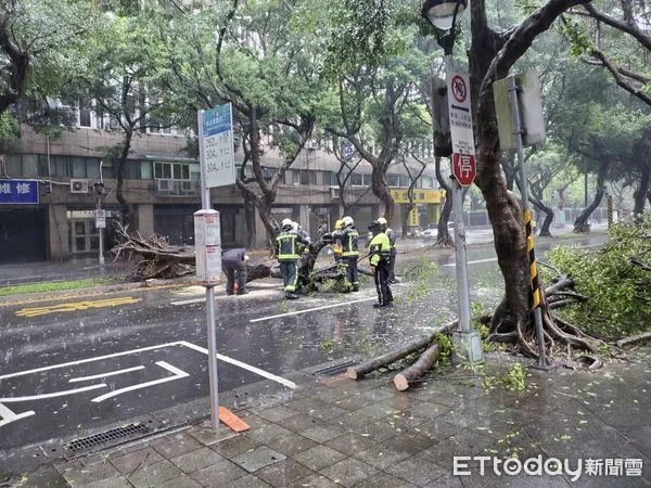 ▲▼端午連假雨炸雙北，北市路樹倒塌以及小範圍積水。（圖／記者邱中岳翻攝）