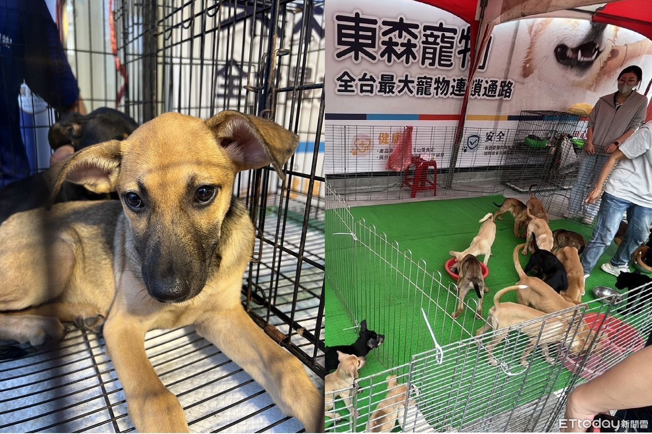 25貓狗找家!東森寵物新市中正店辦認養會 媒合成功飼料買一送一 | ETtoday寵物雲 | ETtoday新聞雲