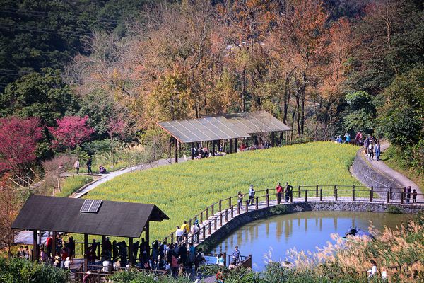 ▲貓空樟樹步道。（圖／「2019臺北大緃走」攝影比賽「臺北市步道」得獎作品-蔡文中提供）