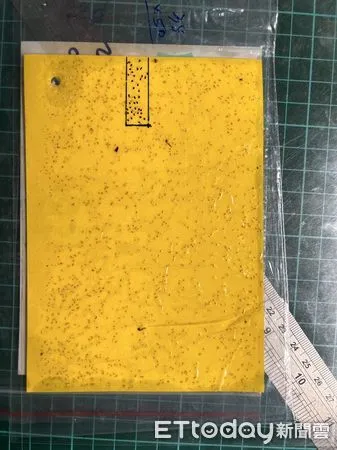 ▲▼ 銀葉粉蝨密度攀升！農業處提醒農民警戒與防治   。（圖／嘉義縣政府提供）