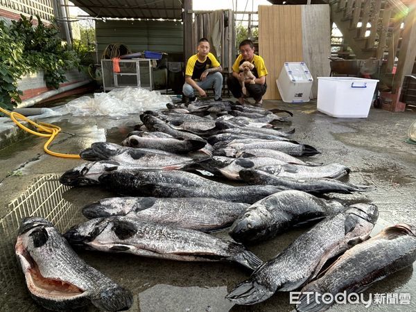 ▲▼「打虎達人」黃小四捕到46隻魚虎。（圖／記者高堂堯翻攝）