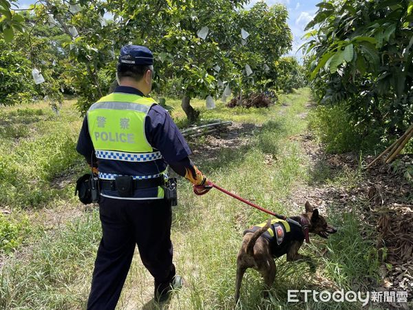 ▲善化分局頭社所所長黃勝潮，帶著警衛犬「霸王」，在專案期間駕駛巡邏車於轄內各處果園執行護果勤務，充份發揮嚇阻防竊效用。（圖／記者林悅翻攝，下同）