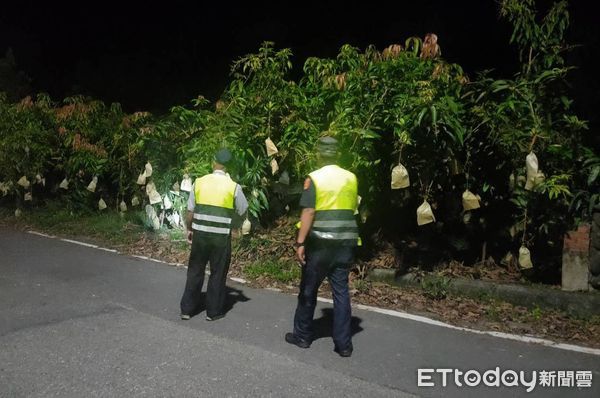 ▲善化分局頭社所所長黃勝潮，帶著警衛犬「霸王」，在專案期間駕駛巡邏車於轄內各處果園執行護果勤務，充份發揮嚇阻防竊效用。（圖／記者林悅翻攝，下同）