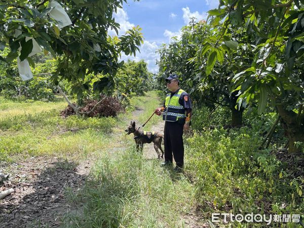 ▲善化分局頭社所所長黃勝潮，帶著警衛犬「霸王」，在專案期間駕駛巡邏車於轄內各處果園執行護果勤務，充份發揮嚇阻防竊效用。（圖／記者林悅翻攝，下同）