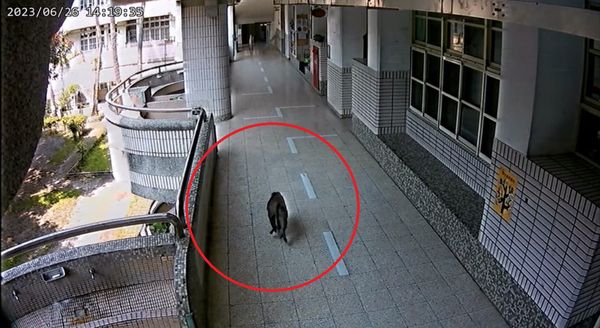 ▲▼高雄獼猴闖進校園，小三男童遭抓傷背部。（圖／記者賴文萱翻攝）