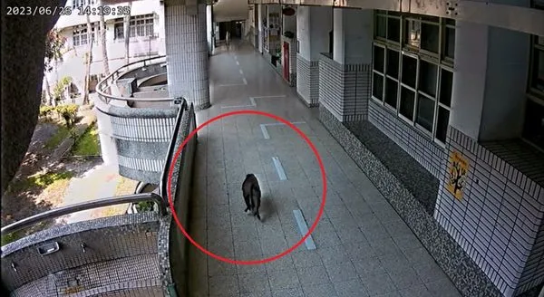 ▲▼高雄獼猴闖進校園，小三男童遭抓傷背部。（圖／記者賴文萱翻攝）