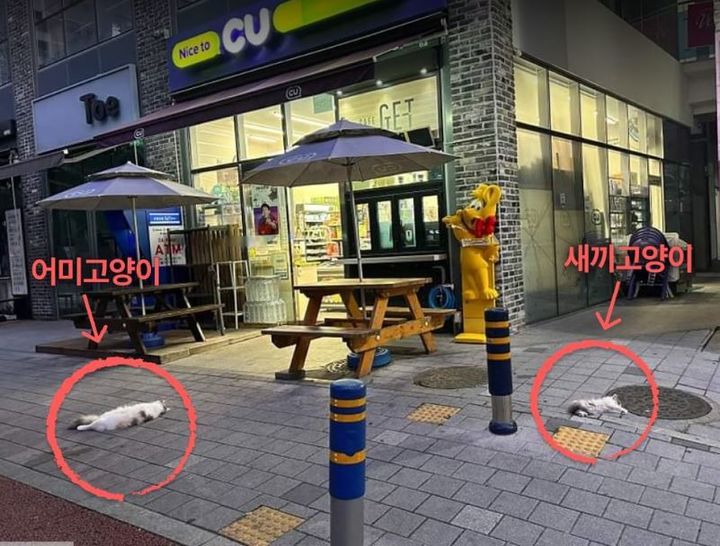 ▲▼南韓慶尚南道金海市有2隻貓咪遭到12樓住戶從窗戶往下重拋。（圖／翻攝自Twitter／ekara_org）