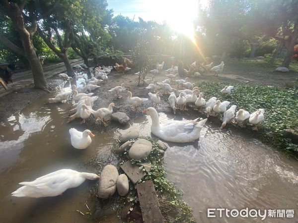 ▲志工衝台中送肉粽法會「搶救雞鴨」　她差點遇不到：還好2隻活下。（圖／網友簡語錡提供，請勿隨意翻拍，以免侵權。）