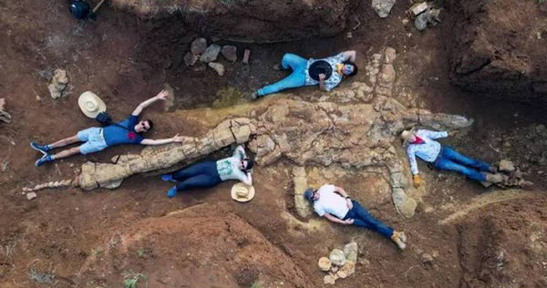 古生物學家在澳洲昆士蘭地區，發現骨架完整的薄板龍遺骸。（圖／翻攝自QUEENSLAND MUSEUM推特）