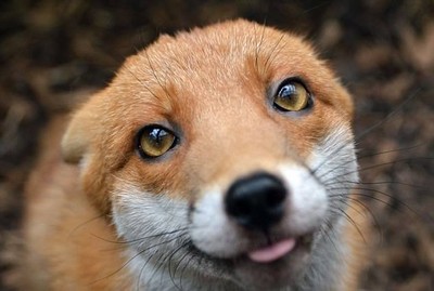 超友善小狐狸「布丁」，眼神太融化人
