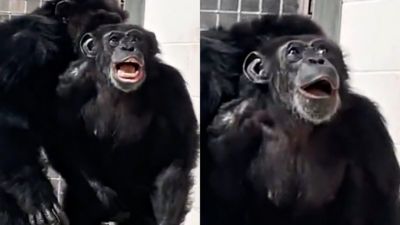 被囚禁20年「第一次看見藍天」黑猩猩眼睛發亮嘴巴張大　超嗨萌樣網直呼心疼