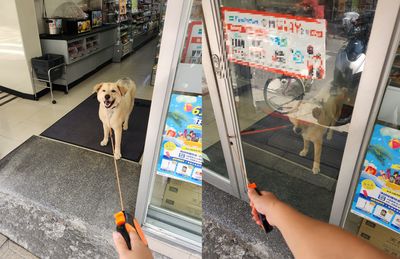 散步經過超商自動轉彎　汪吹冷氣「燦笑放生姐姐」：不回家了