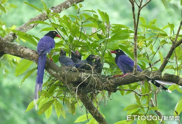 ▲▼台灣藍鵲哺育5子從「幼雛→亞成鳥」　珍貴畫面曝光感動2千人。（圖／網友Ken Chien Tsuei授權提供）