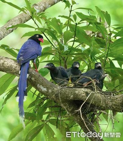 ▲▼台灣藍鵲哺育5子從「幼雛→亞成鳥」　珍貴畫面曝光感動2千人。（圖／網友Ken Chien Tsuei授權提供）