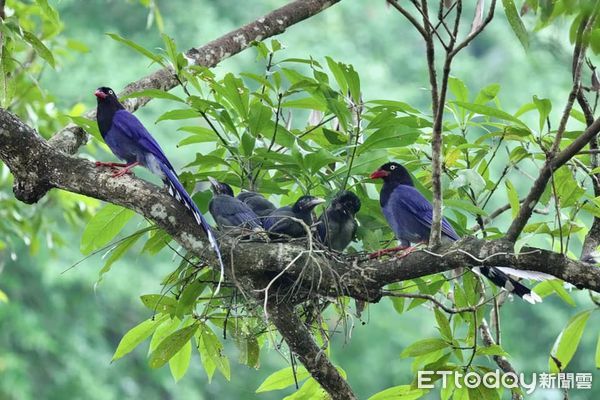 ▲▼台灣藍鵲哺育5子從「幼雛→亞成鳥」　珍貴畫面曝光感動2千人。（圖／網友Ken Chien Tsuei授權提供）