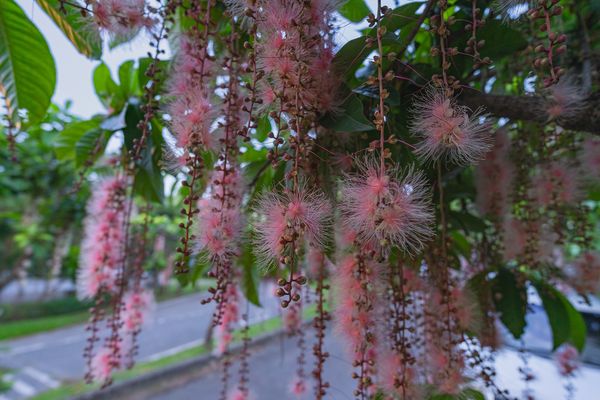 ▲「穗花棋盤腳」在八里龍米河濱公園綻放。（圖／新北市高灘處提供）